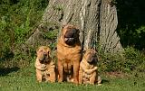 SHAR-PEI 901